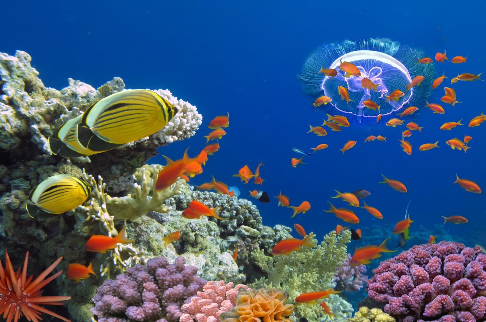 Two coral reef
