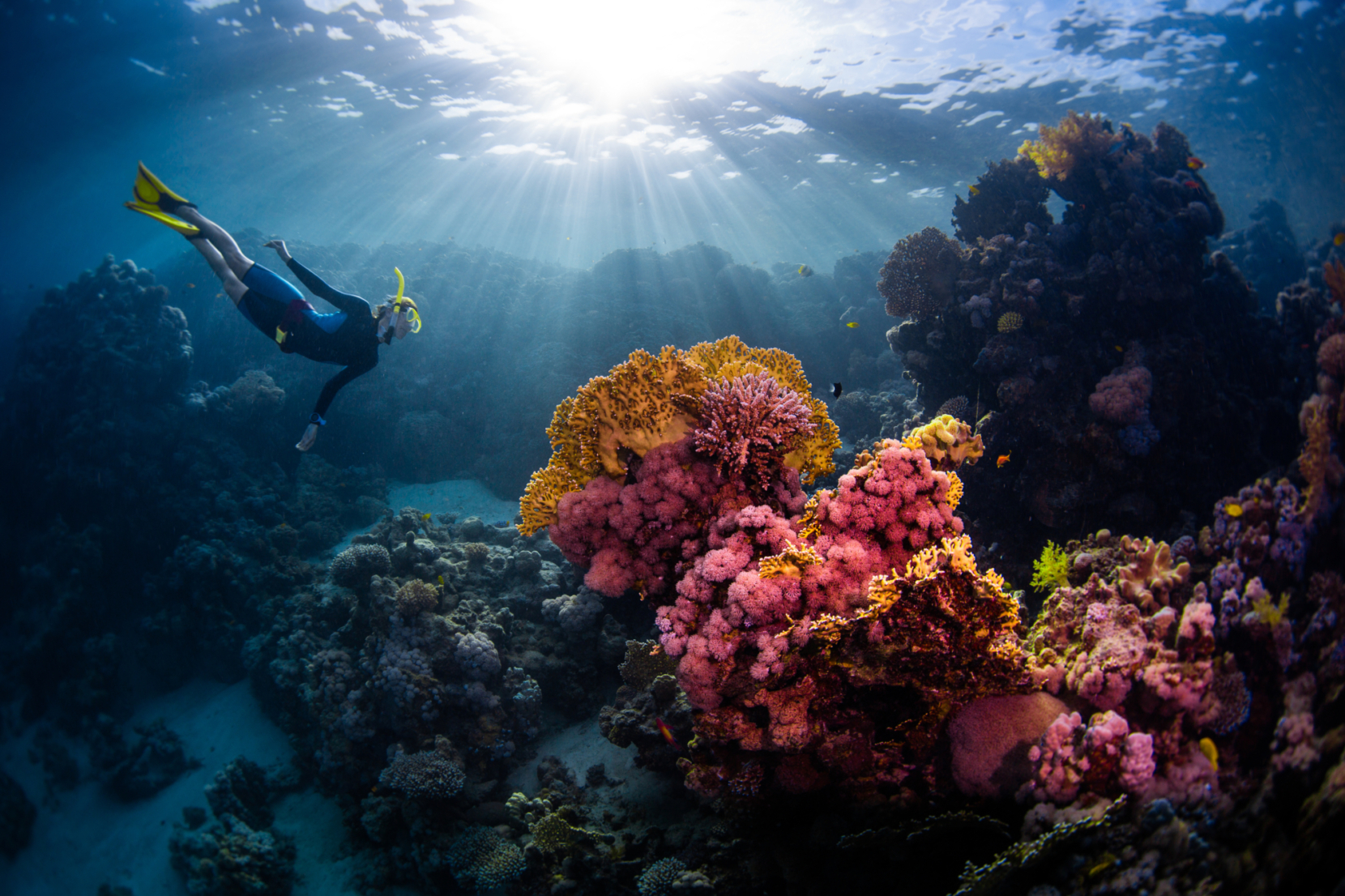 Snorkeling experience by Red Sea Elite