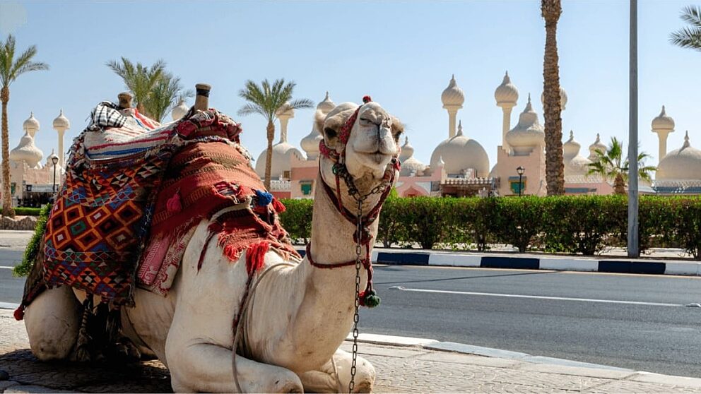 Sharm el sheikh gallery 7