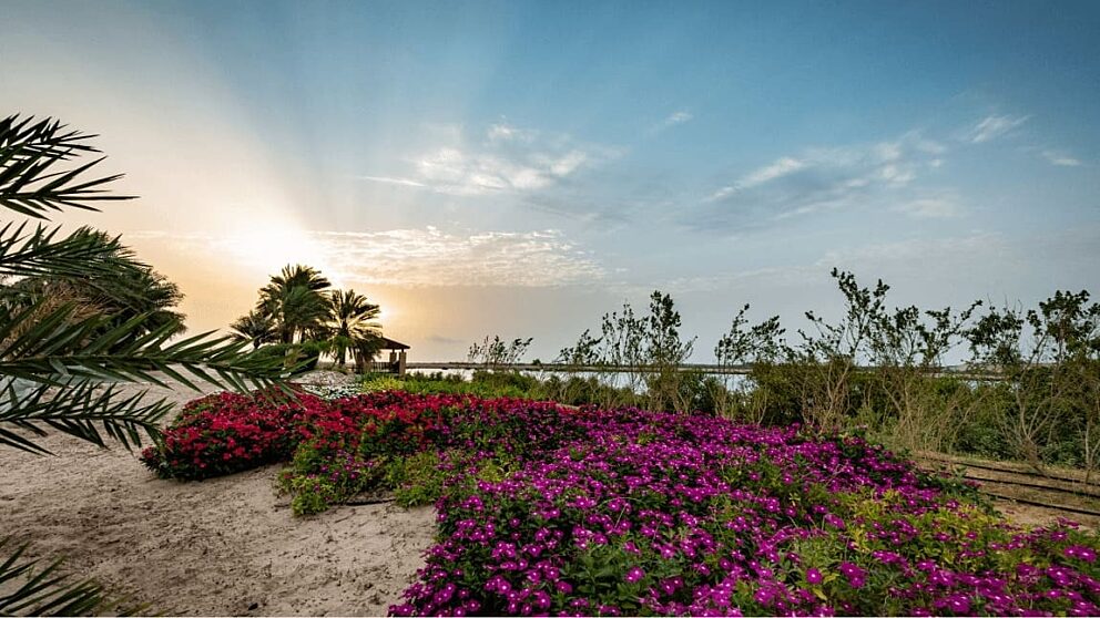 Sir bani yas gallery 1