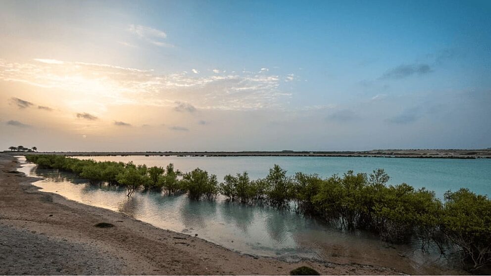 Sir bani yas gallery 2