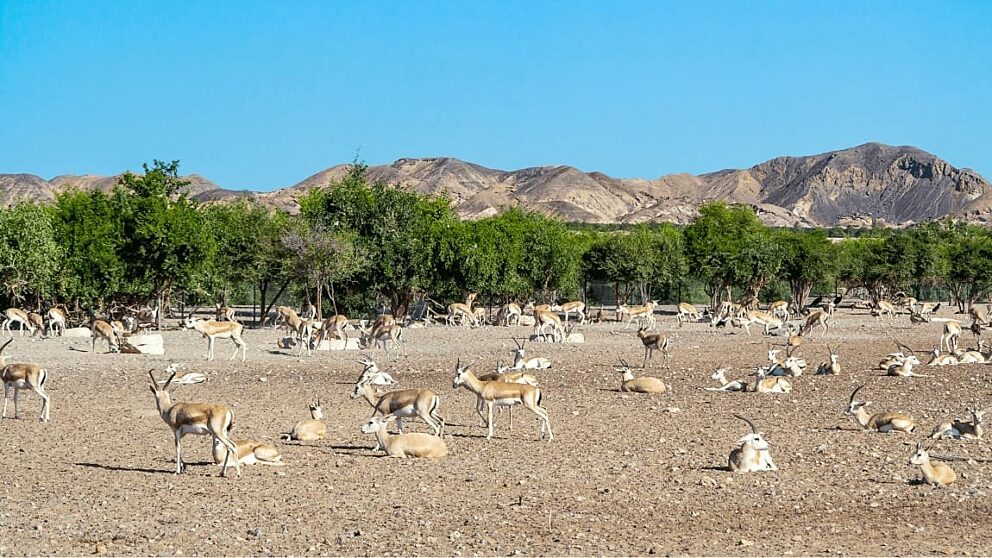 Sir bani yas gallery 3