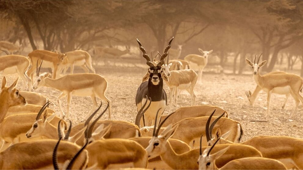 Sir bani yas gallery 5