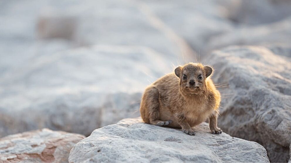 Sir bani yas gallery 6