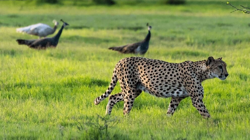 Sir bani yas gallery 7